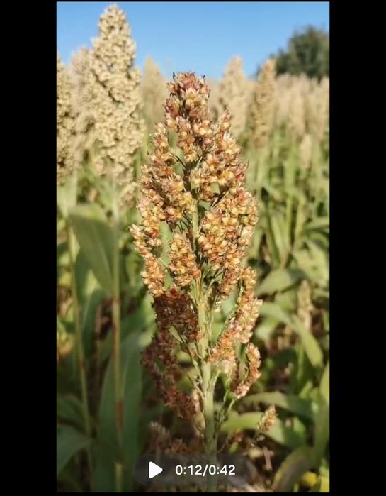 Sorgo czerwone w kłosach