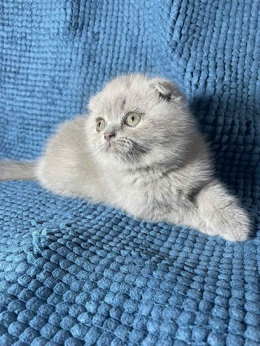 Шотландське кошеня - чудова плюшева  висловушка (Scottish Fold)