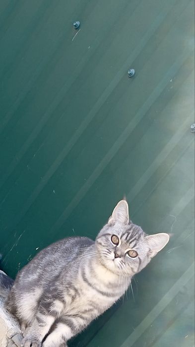 Отдам даром мальчиков!