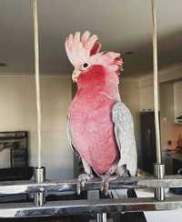 Какаду розовые ручные птенцы выкормыши, говорящие попугаи
