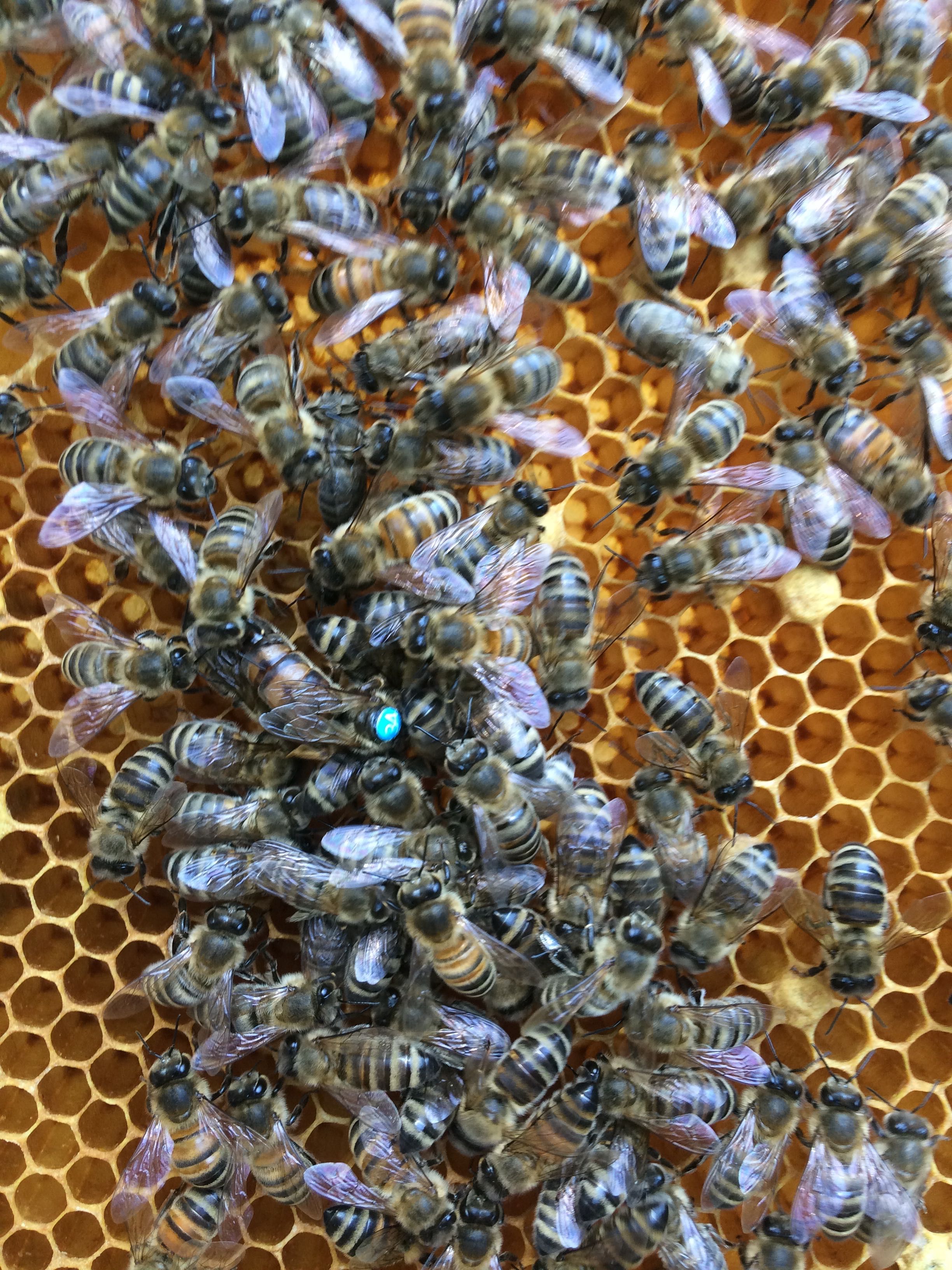 Odkłady  pszczele 5 ramkowe  na ramce Wielkopolskiej 2024