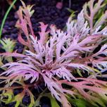 Hyptis Laciniata - sadzonka