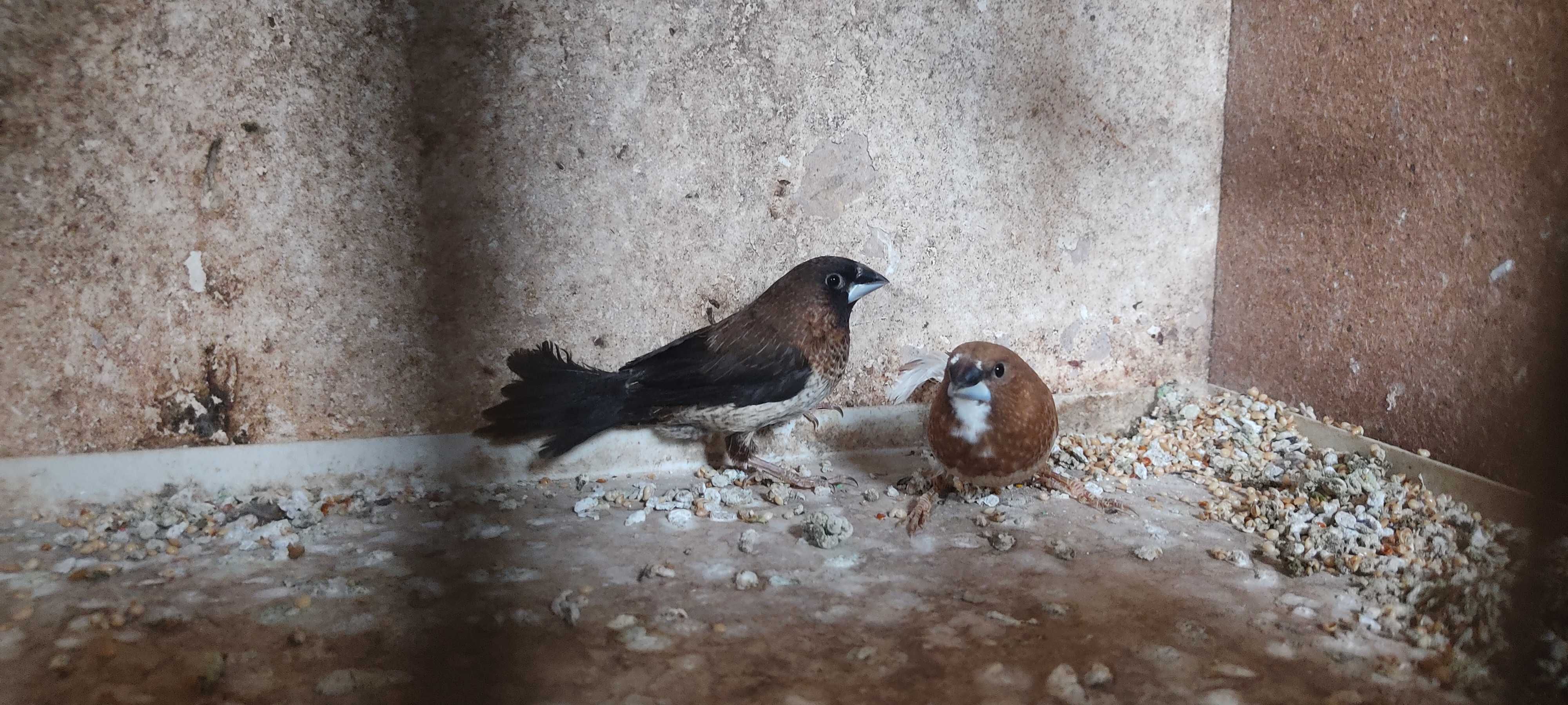 Bengalins de várias mutações para venda