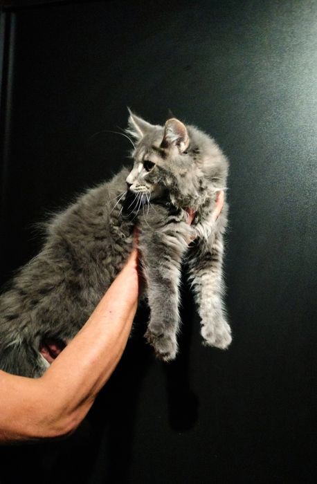 Kot maine coon, kocurek gotowy do odbioru