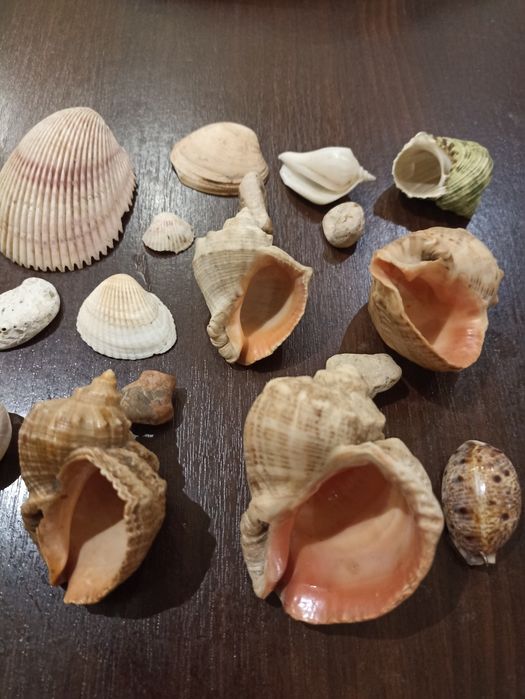 Продам ракушки для аквариума