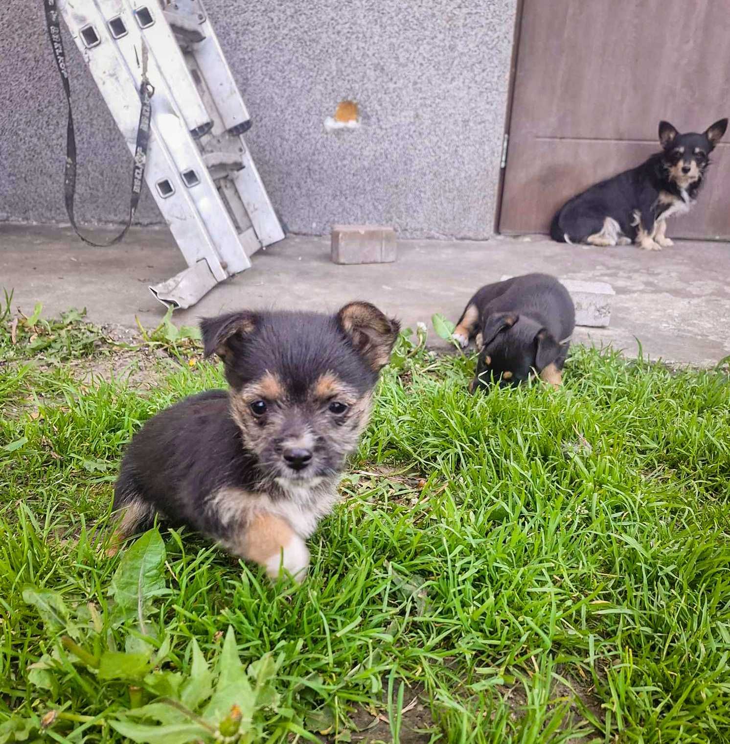 Słodkie maluszki szukają kochających domów!