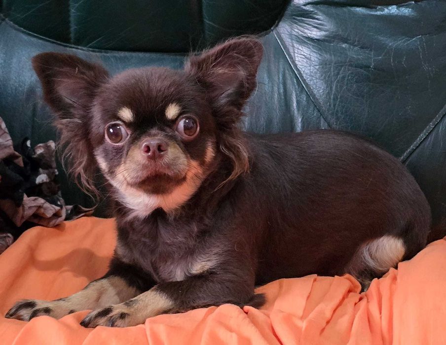 Chihuahua Fêmea com 2 anos procura família. Cor Chocolate afogueado