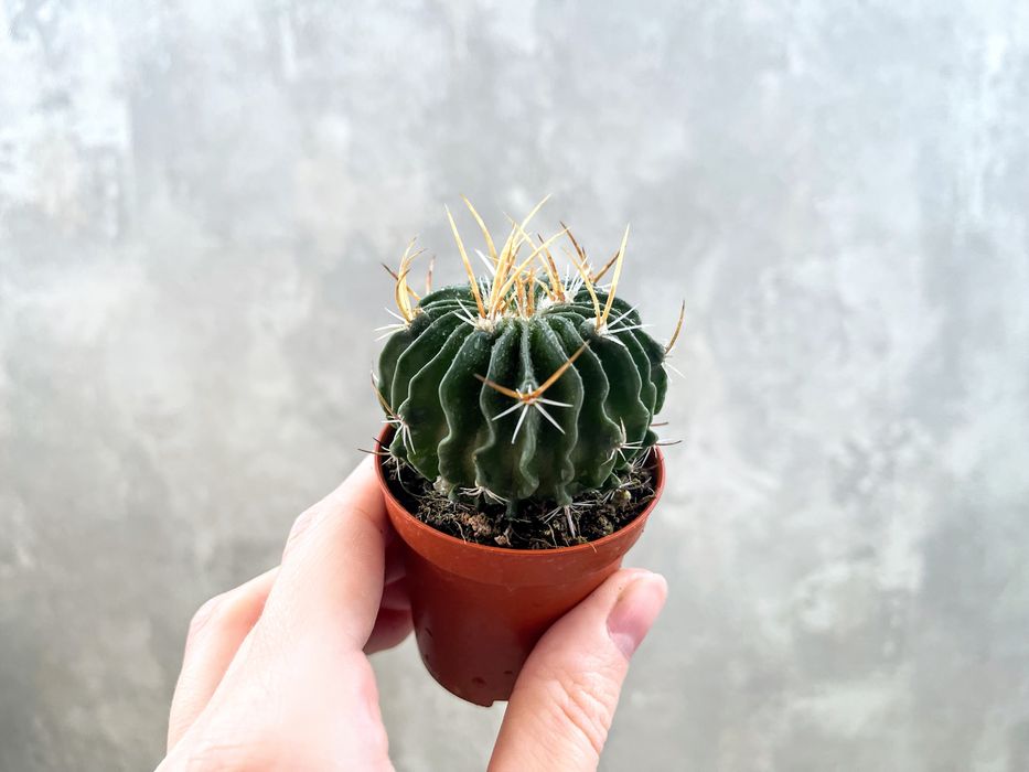 Суккуленты (Адромискус, Пахифитум, Эуфорбия, Кактусы)