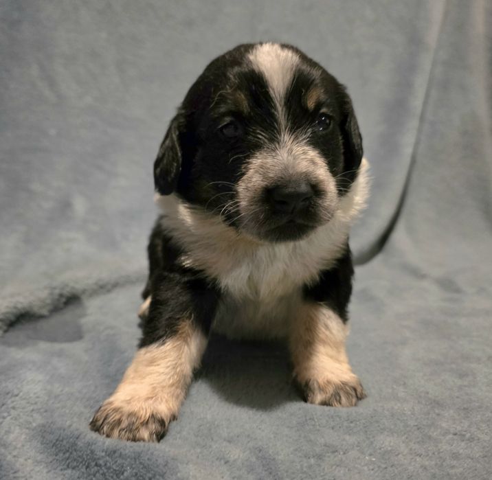 Oddam pieski w dobre ręce