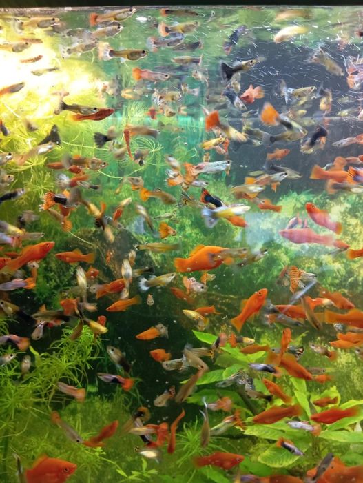 Mieczyki i gupiki dorosłe ryby