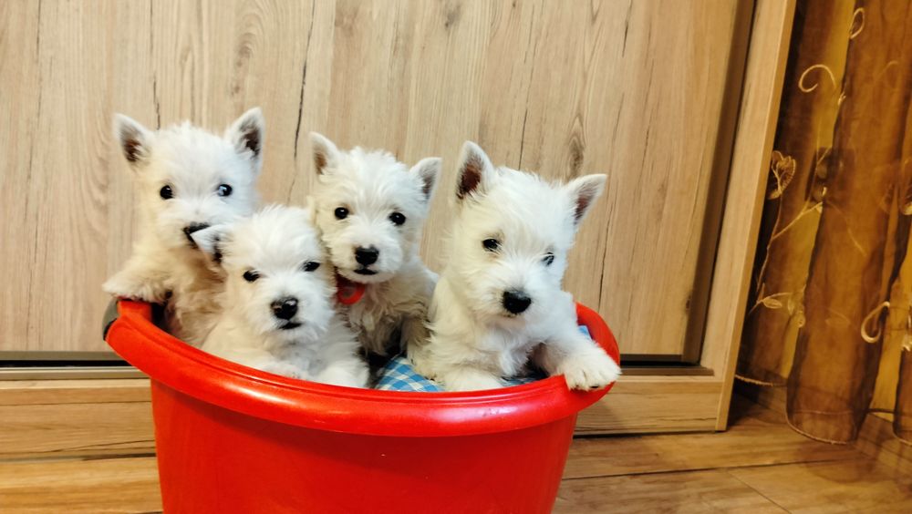 Śliczne szczenię -West Highlights White Terrier