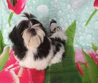 Shih Tzu puchaty szczeniak