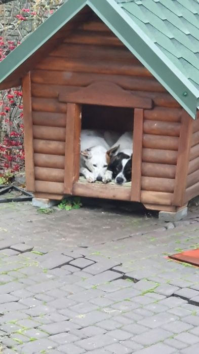 Пропали собаки. Материальное вознаграждение тому,кто найдет их!!!