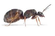 Lasius Niger Królowa