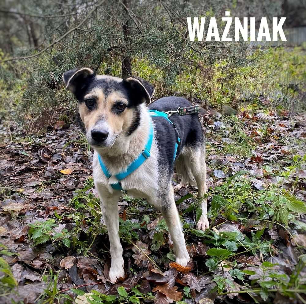 Ważniak-ŁAGODNY do dzieci, GRZECZNY, średni (20kg)- do domu z ogrodem