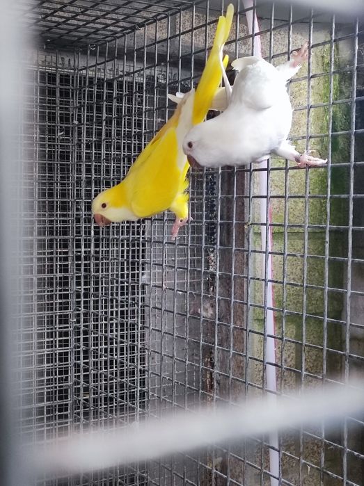 Casal kounoures Peito cinzento