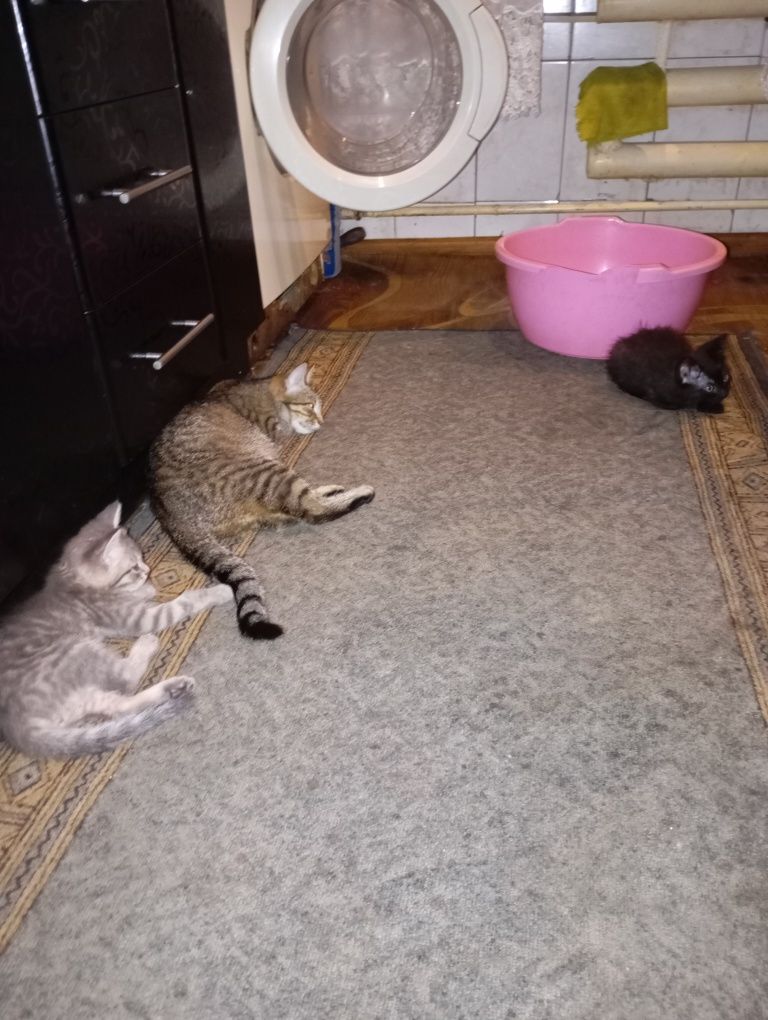 Кошка с котятами ищет дом