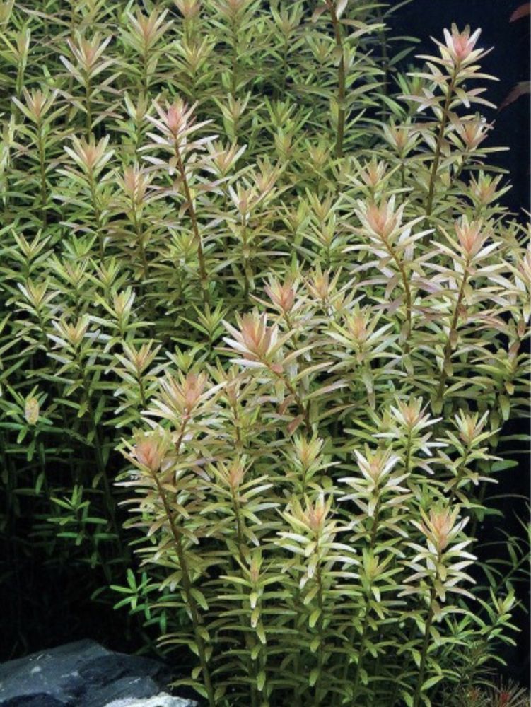 Rotala Rotundifolia