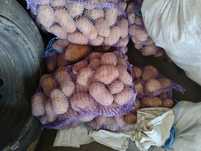 Картошка продам домашняя, 30 грн