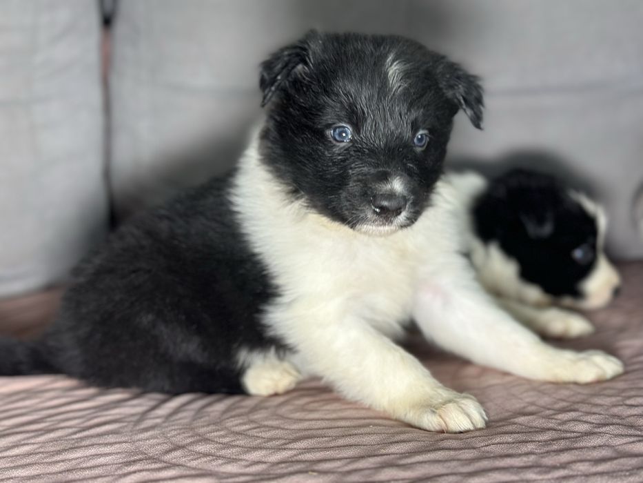 Suczka czarno biała border collie