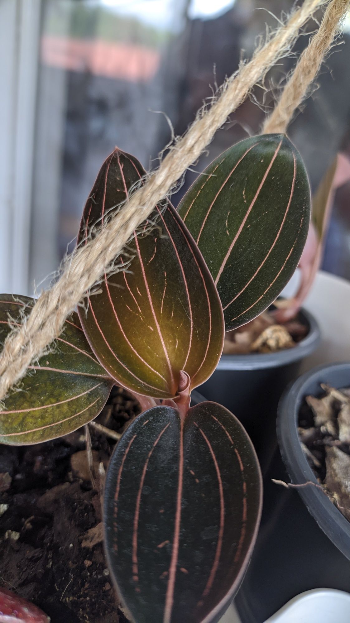 Jewel orchid Ludisia Dawsoniana Дорогоцінна орхидея  Доусона