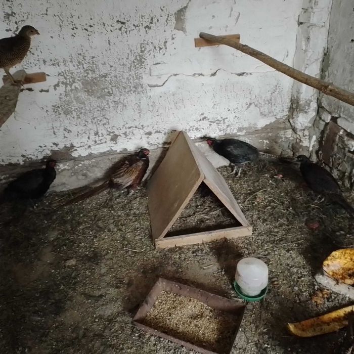 Bażanty Mongolskie Młode