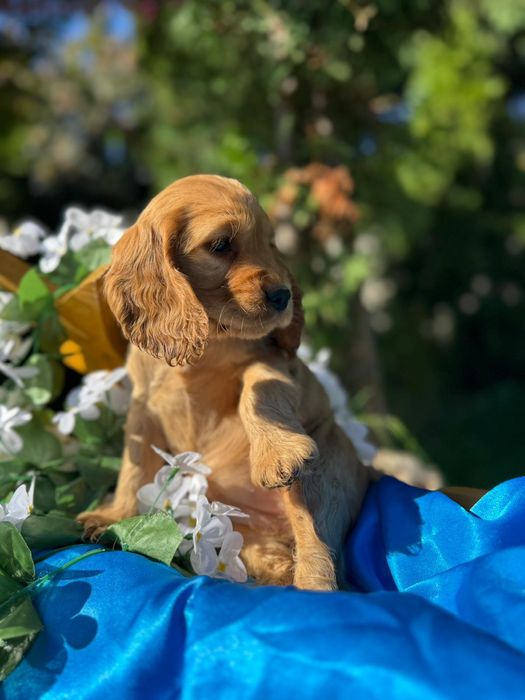 Cocker spaniel angielski sunia z rodowodem