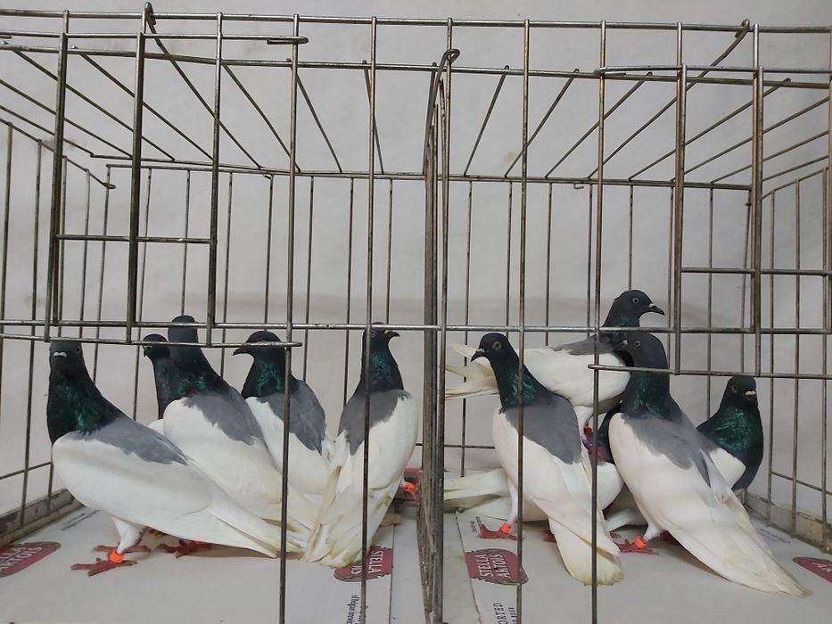 Gołębie Ciemne Murzyny