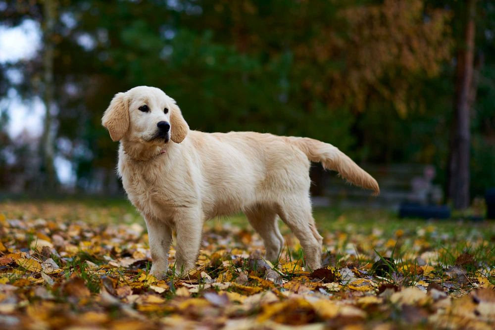 Wspaniała suczka Golden Retriever Zara.