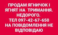 Продам ягничок та ягнят на тримання. Недорого!