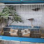 4 bengalins em criaçao mais gaiola 20 euros