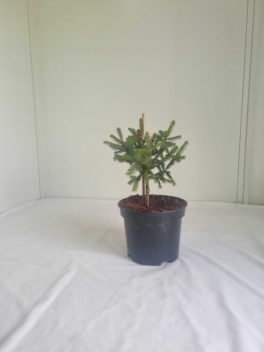 Świerk Pospolity 'Cruenta' – Ozdobna Odmiana, Wys. 40 cm, Doniczka 2L