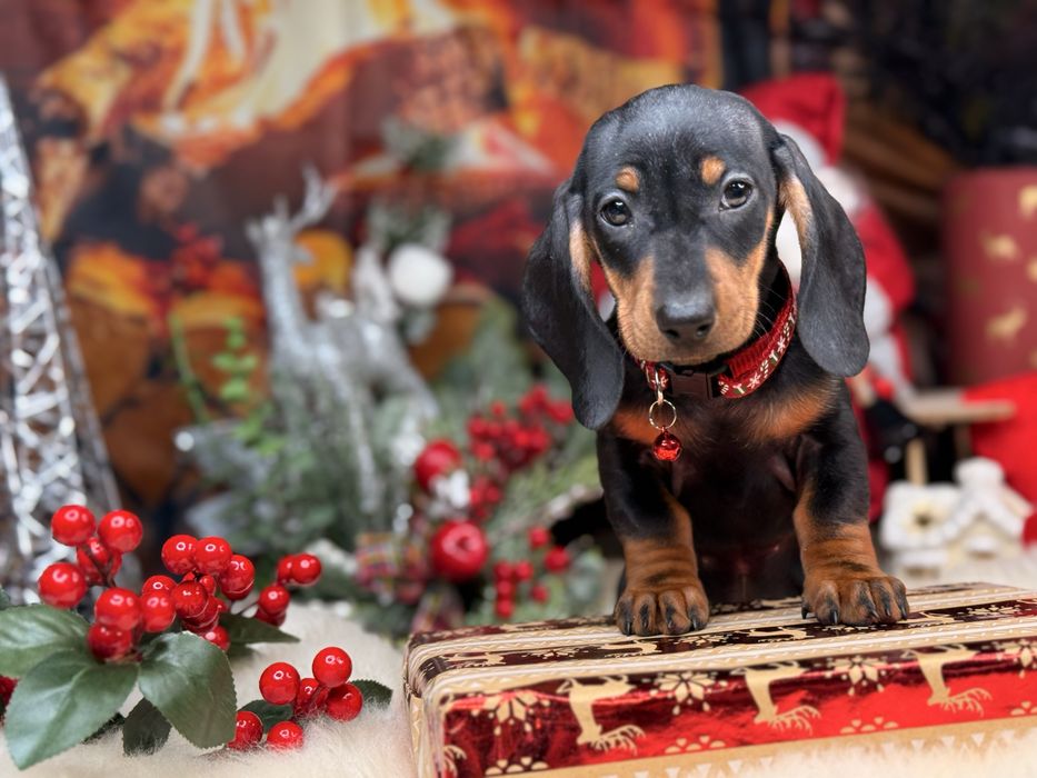 Jamnik krótkowłosy suczka