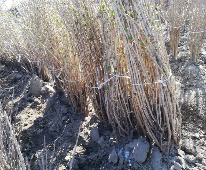 Drzewka i Krzewy owocowe sadzonki jabłoń wiśnia śliwa wysyłka