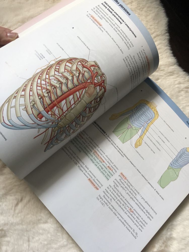 Anatomia Gray tom 2 książka