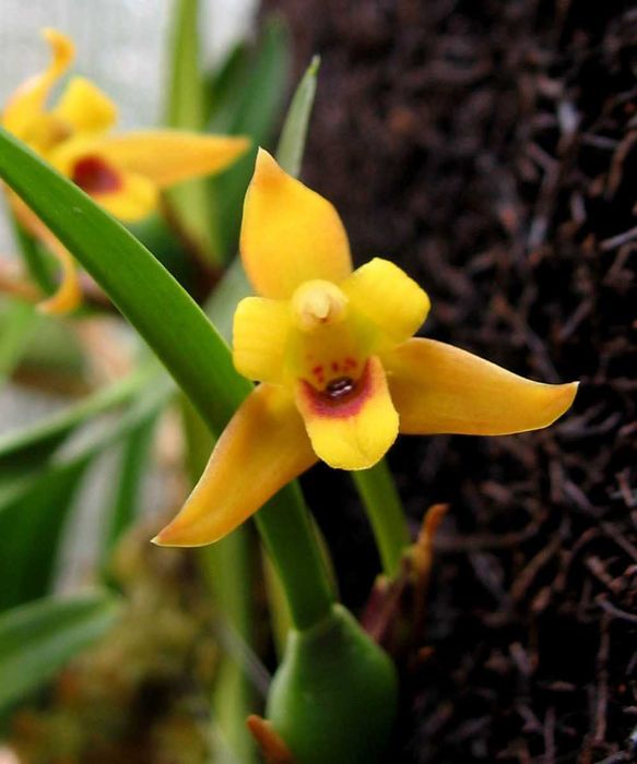 Orquídea Maxillaria amarela