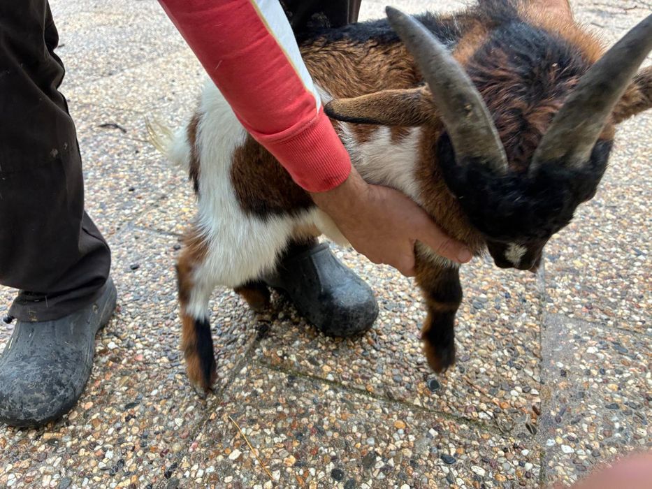 Bode micro anão meiguinho