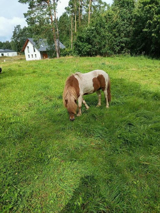 Sprzedam kucyki,  klacz źrebna , ogierek