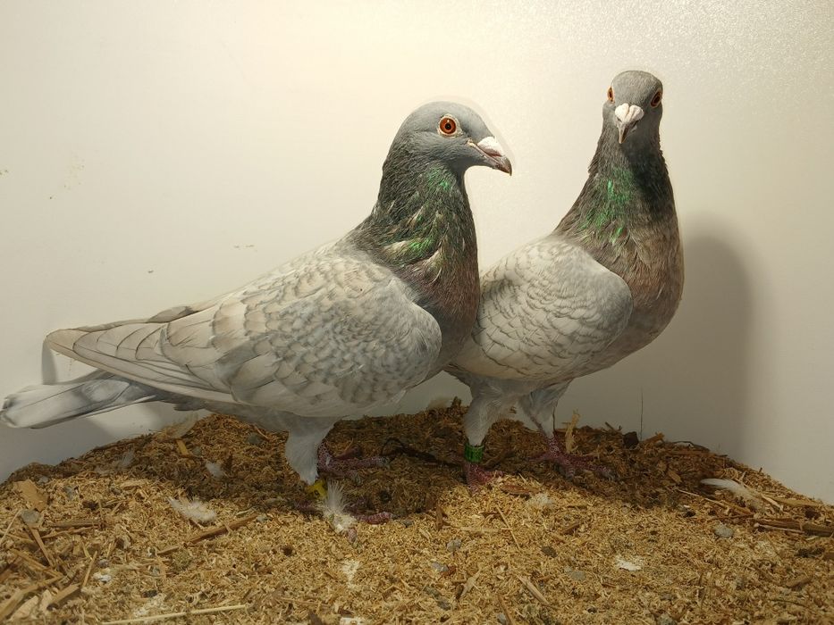 Gołębie pocztowe opal lini Adama Braszko i Pawła Kuźmy