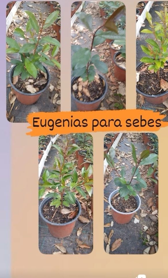 Eugenias para sebes ultimas unidades