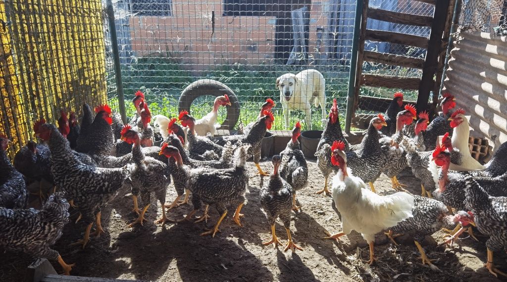 Frango/Galo pedrês portuguêsa