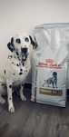 Royal Canin Veterinary Canine Urinary U/C 11/2024
