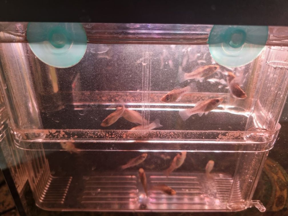 Molinesias jovens