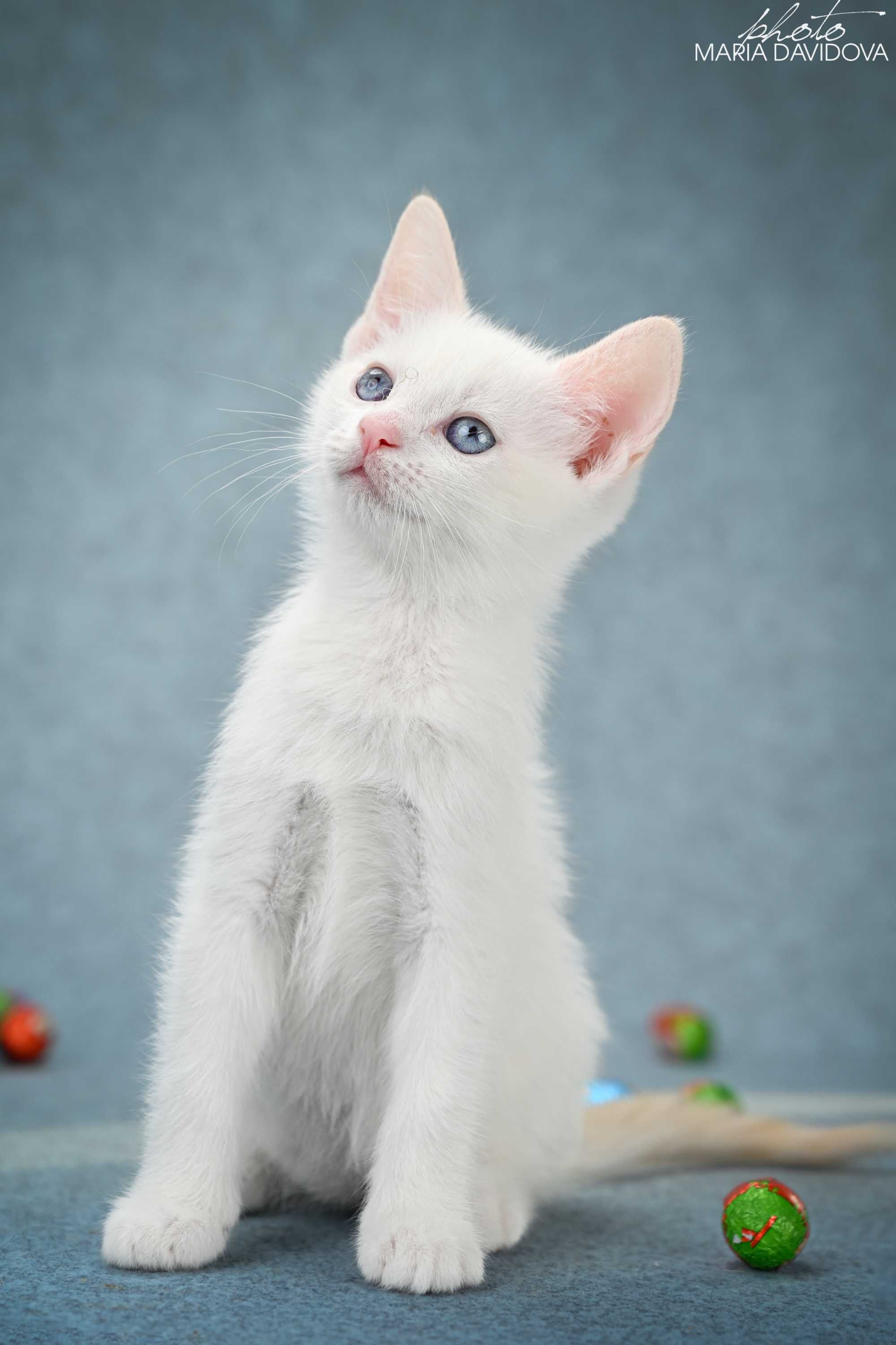 Котенок голубоглазый мльчик манчкин лонг ( длинные лапки)