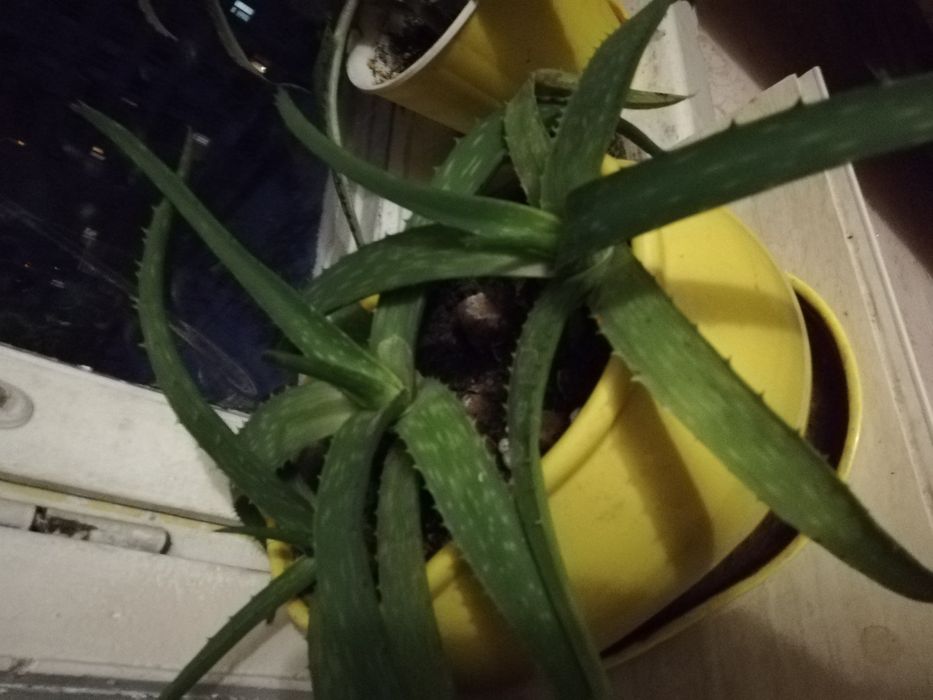 Каланхое. Столетник алое продам