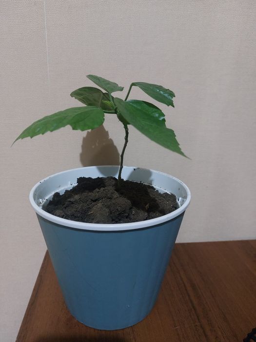 Роза комнатная красная