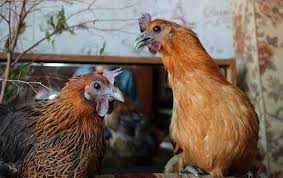 інкубаційне яйце породи кур Лакеданзі