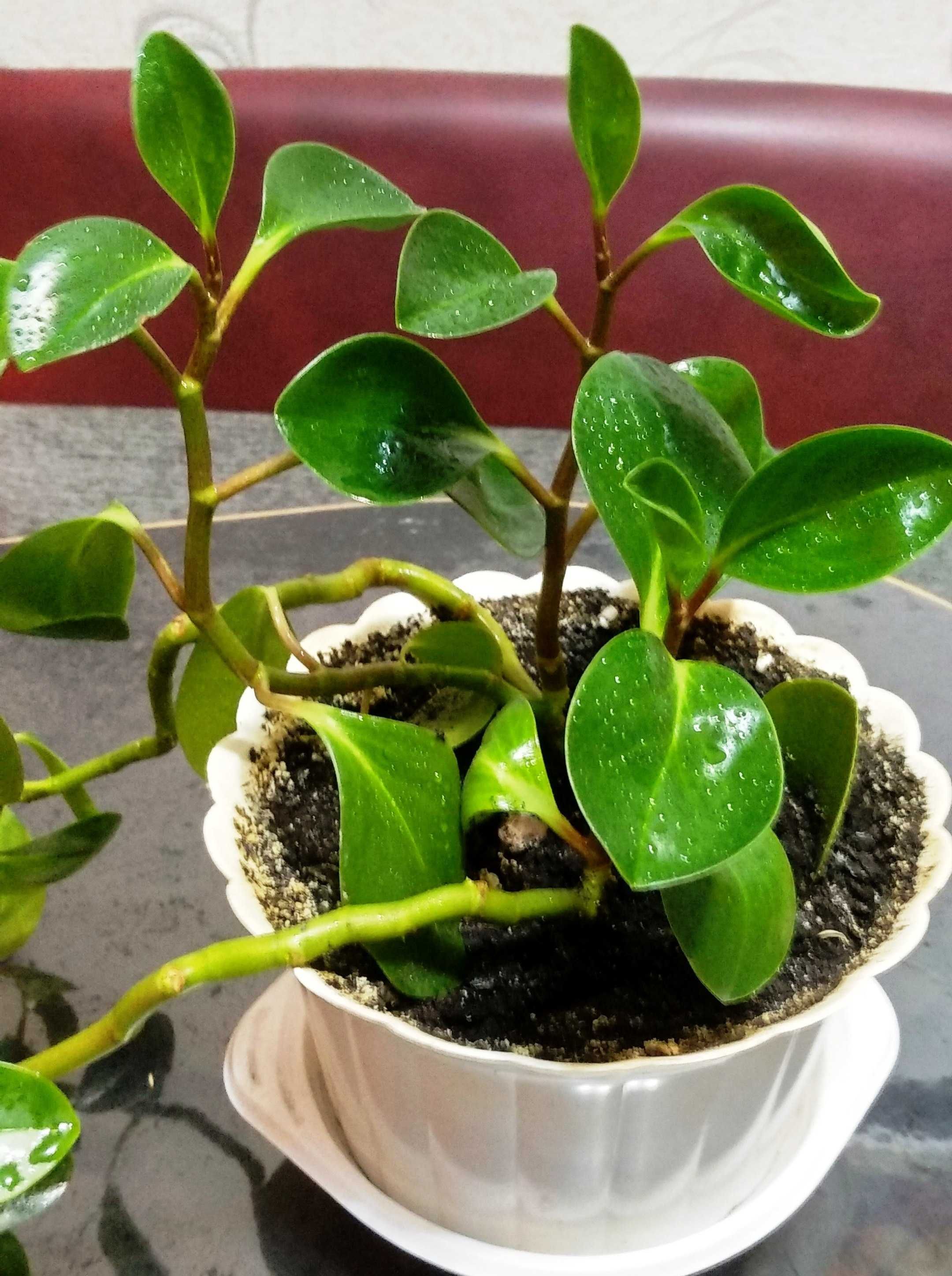 Пеперомия молодое растение в активном росте