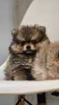Pomeranian cudowna suczka