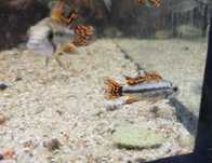 Pielęgniczka Kakadu ( Apistogramma cacatuoides ) - AQUASZOP